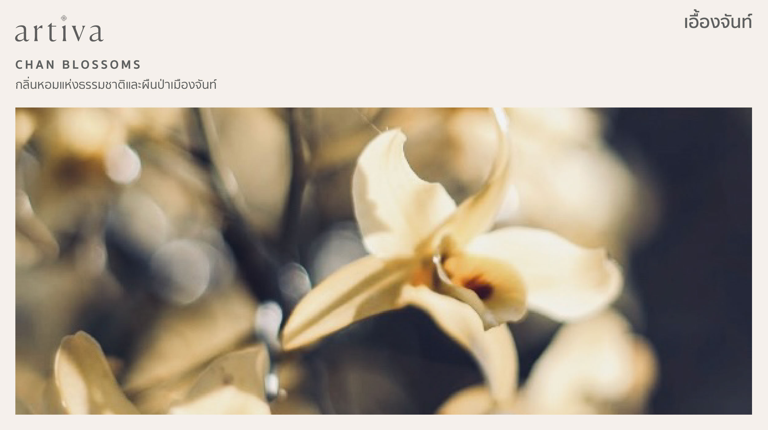 กลิ่น เอื้องจันท์ chan blossoms