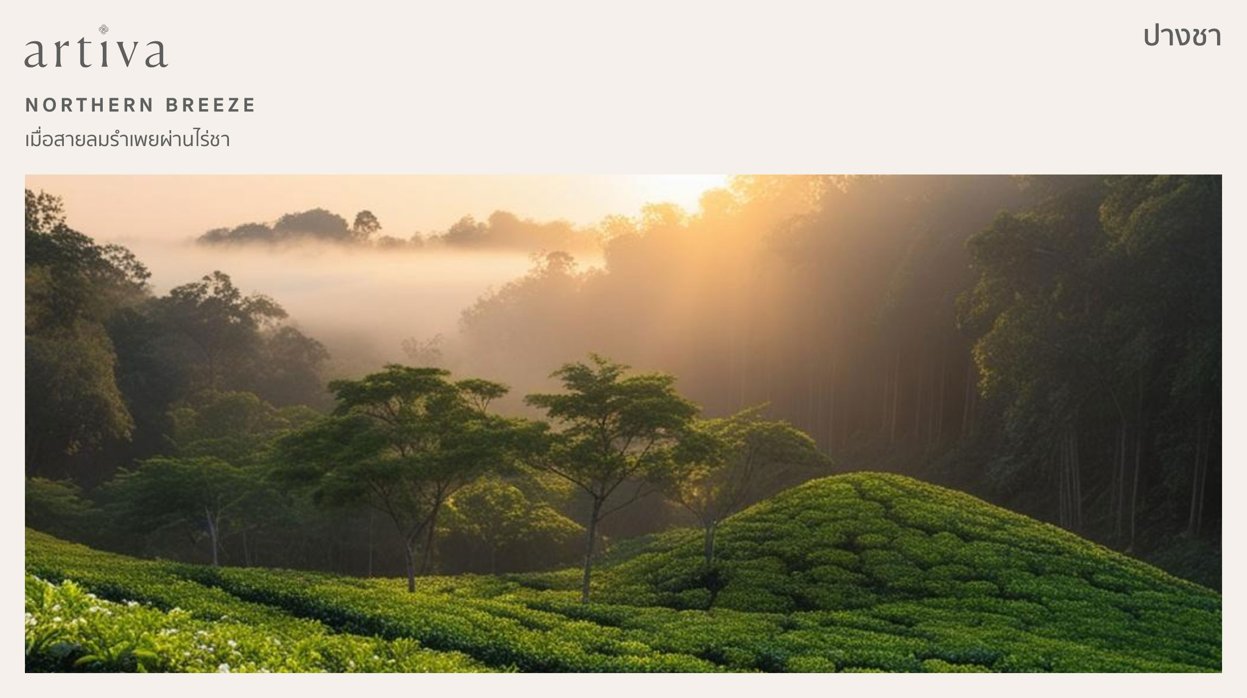 กลิ่น ปางชา northern breeze